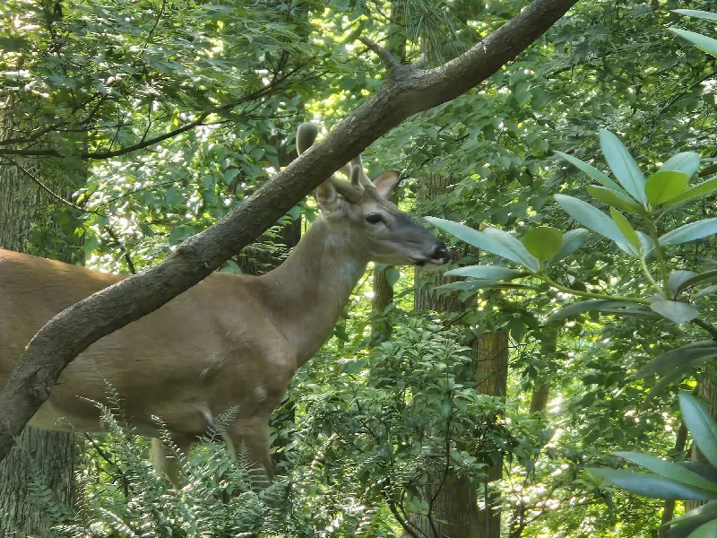 Photo 1 from Hill Deer