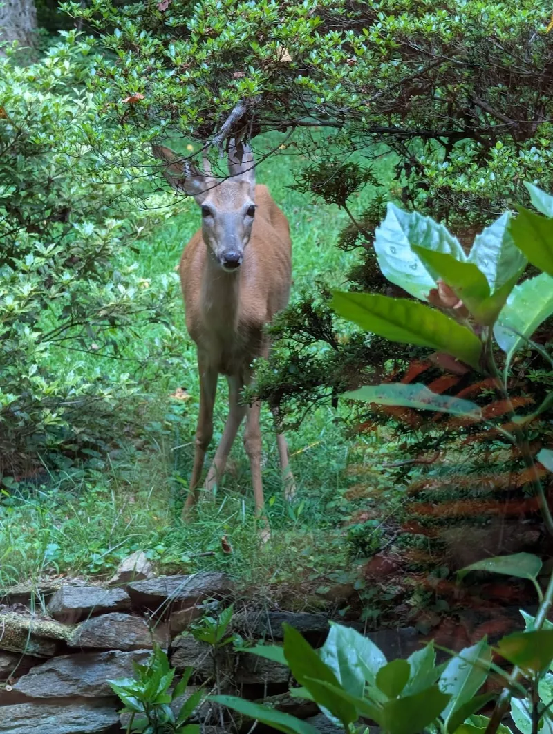 Photo 1 from Aaron Deer