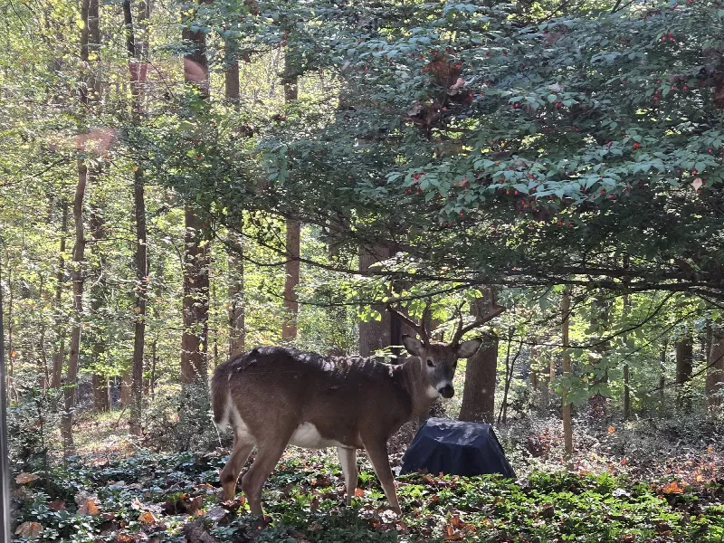 Photo 2 from Hill Deer