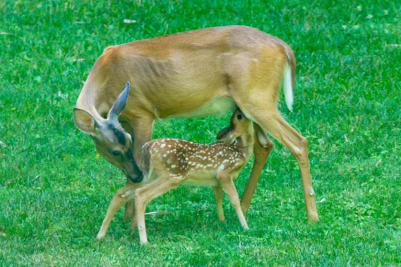 Photo 8 from In My Backyard