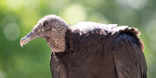 Close-up of a black vulture