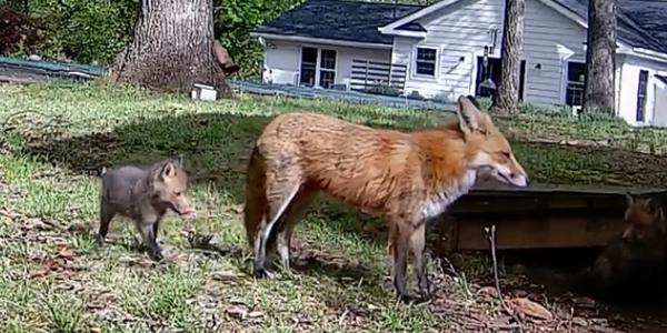 A red fox and her kit in a backyard